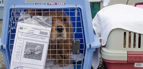 宠物托运流程