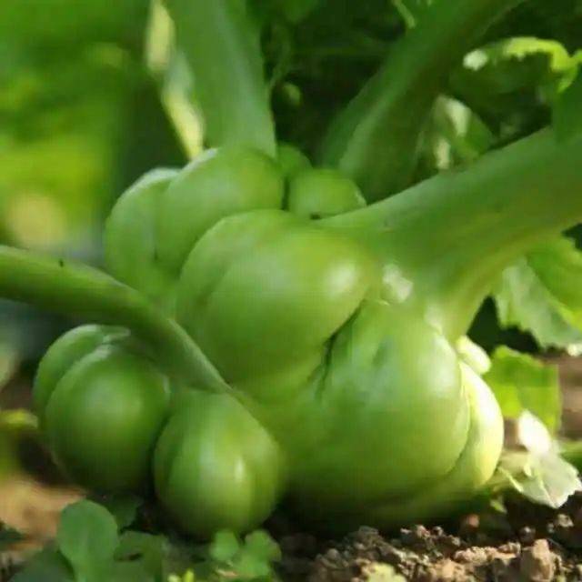 榨菜如何走上国外餐桌?